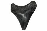 Juvenile Megalodon Tooth - South Carolina #340424-1